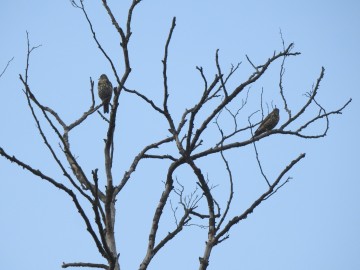 Ptasia Godzinka w Załęczańskim Parku Krajobrazowym, <p>Fot. K. Gara</p>